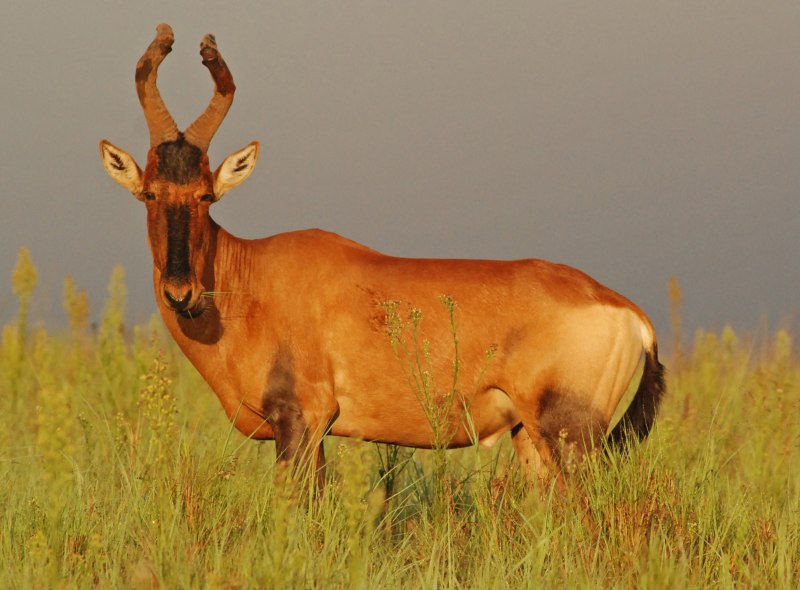 Bubal hartebeest