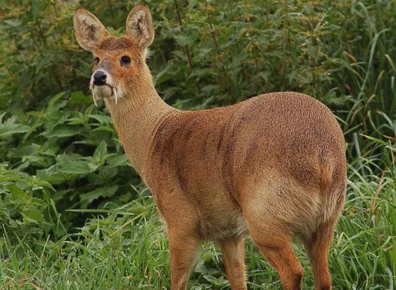 Сахалинская кабарга Moschus moschiferus sachalinensis