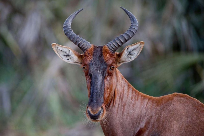 Damaliscus lunatus lunatus