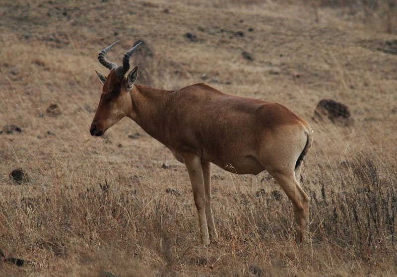 Alcelaphus buselaphus