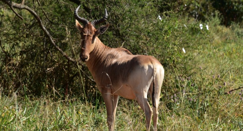 Антилопа коровья (Alcelaphus buselaphus swaynei) рисунок