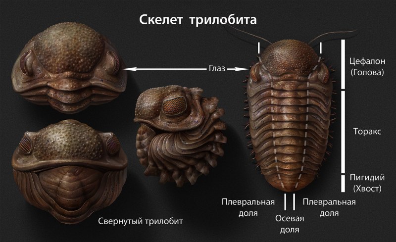 Морфология трилобитов