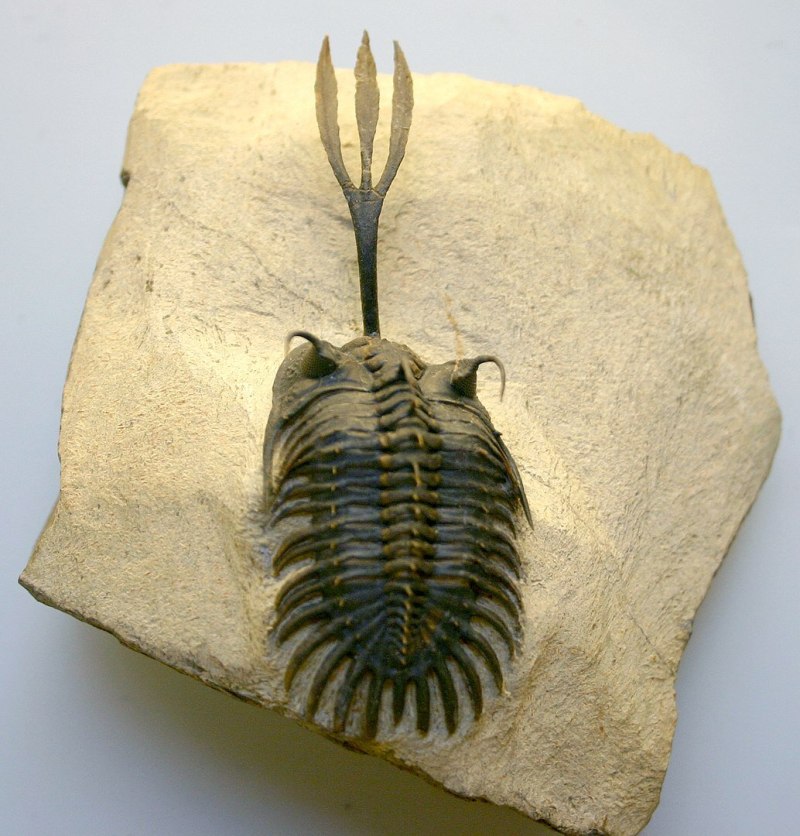 Walliserops trifurcatus