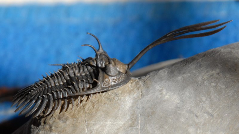 Walliserops trifurcatus