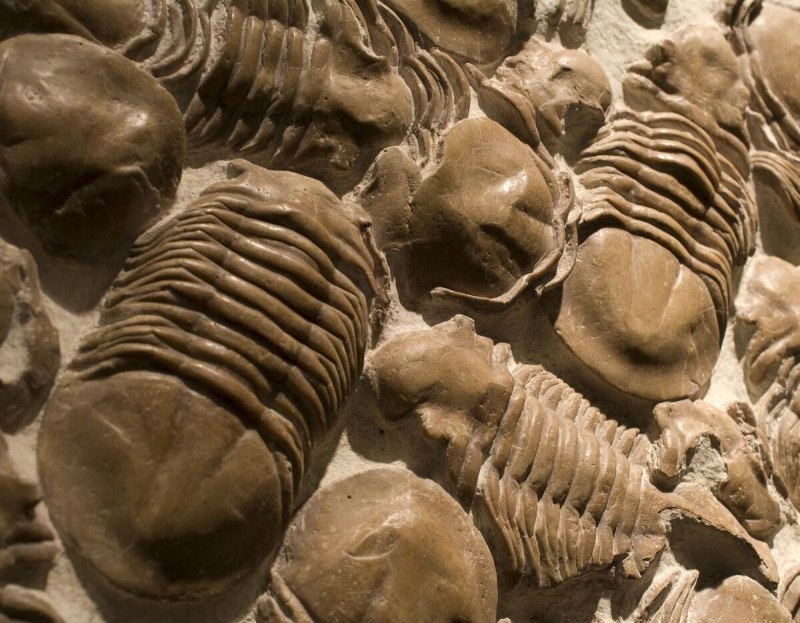 Xenasaphus devexus
