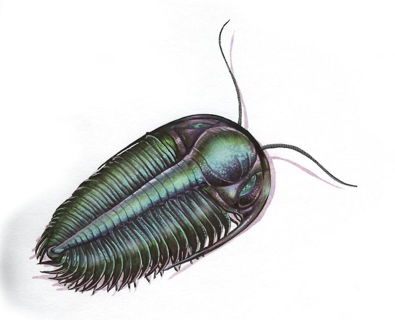 Cephalothorax Кембрий