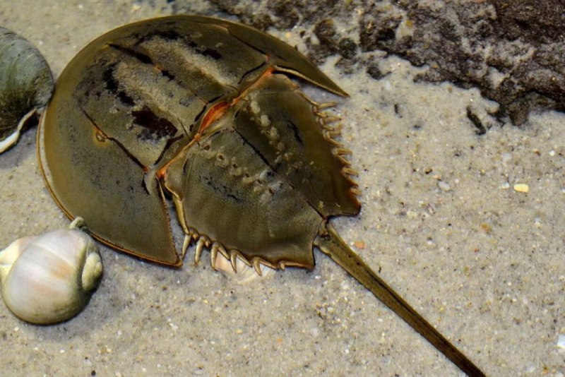 Мечехвост Limulus Polyphemus