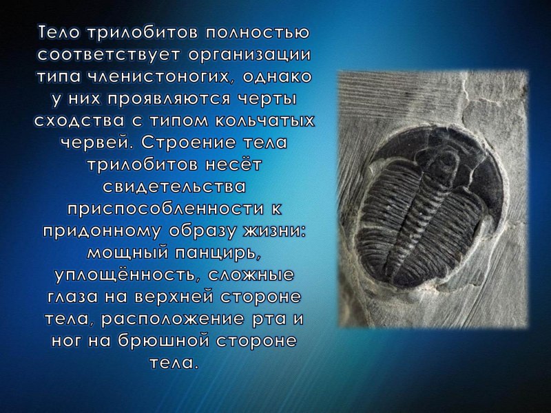 Конечности трилобитов