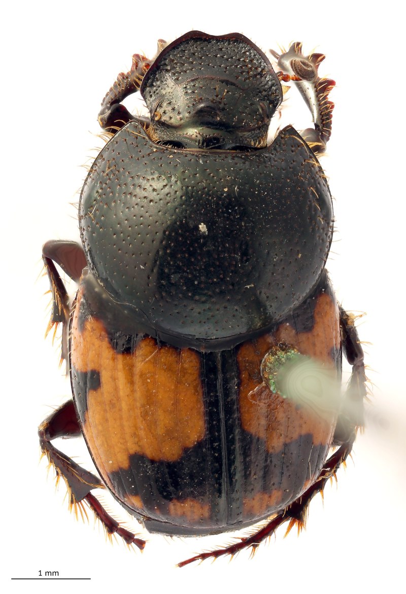 Onthophagus (Palaeonthophagus) scabriusculus Harold, 1873