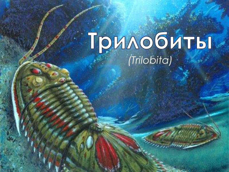 Кембрийский период трилобиты
