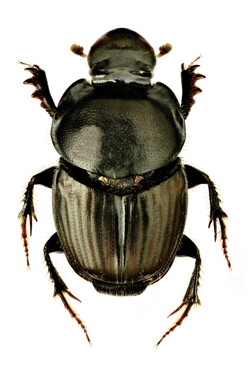 Onthophagus gibbulus