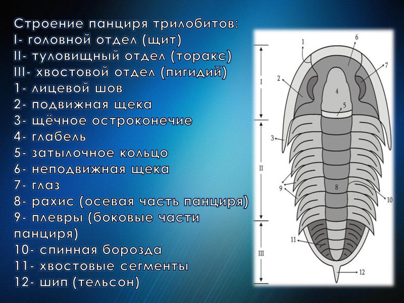 Трилобиты Силур