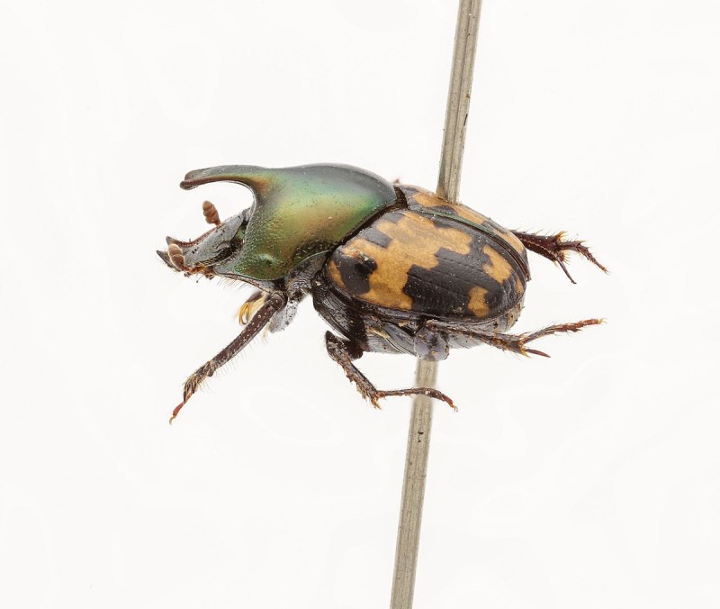 Onthophagus Taurus в полете рисунок