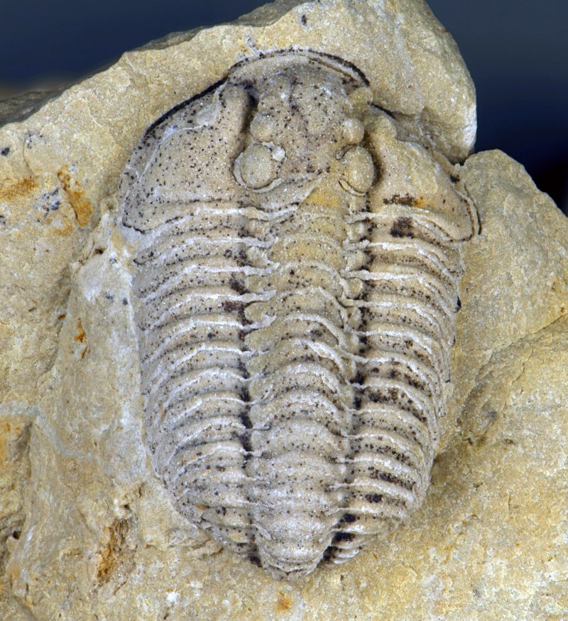 Fossil Трилобит