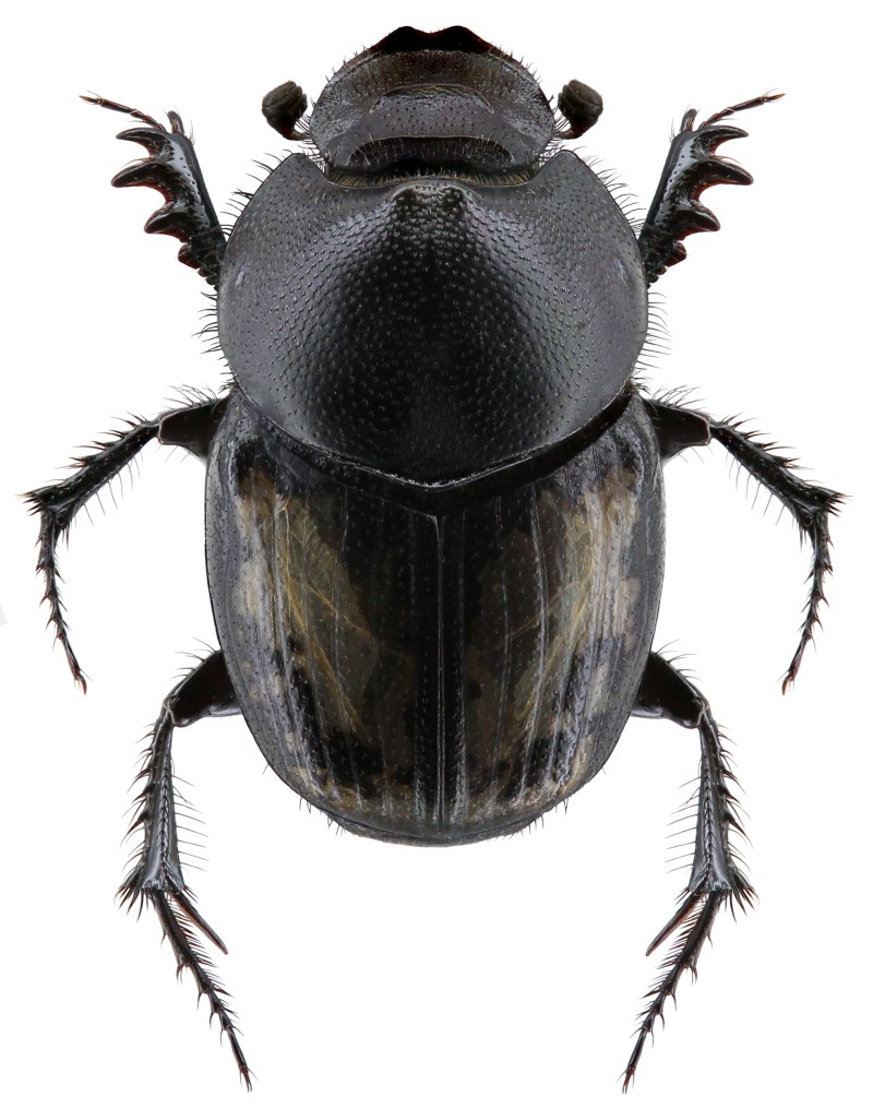 Onthophagus gibbulus