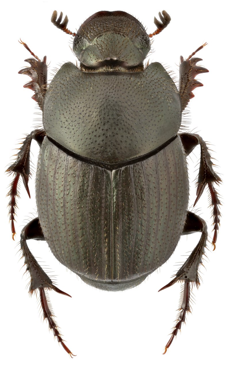 Onthophagus nigriventris