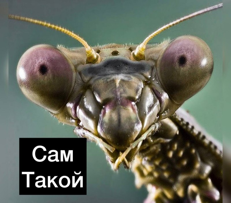 Короед настырный