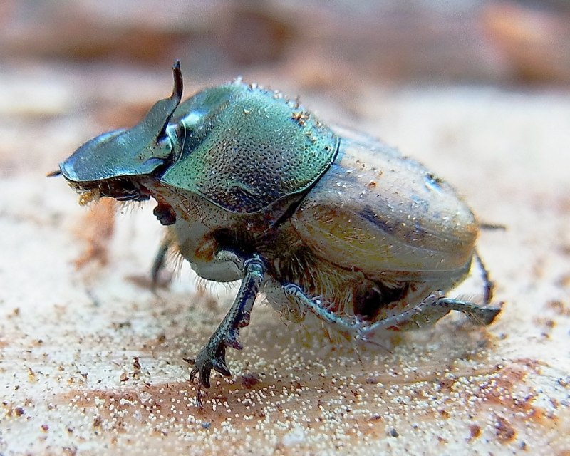 Onthophagus gibbulus