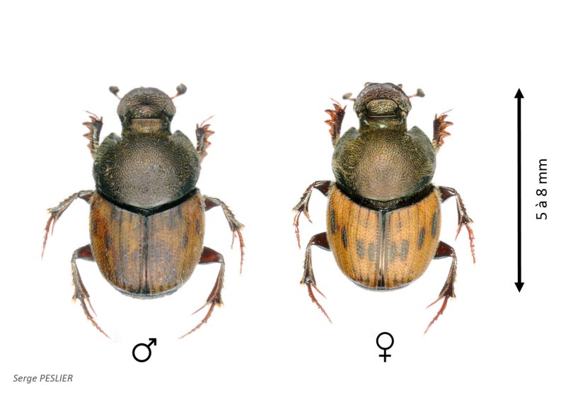 Onthophagus Sagittarius Мем