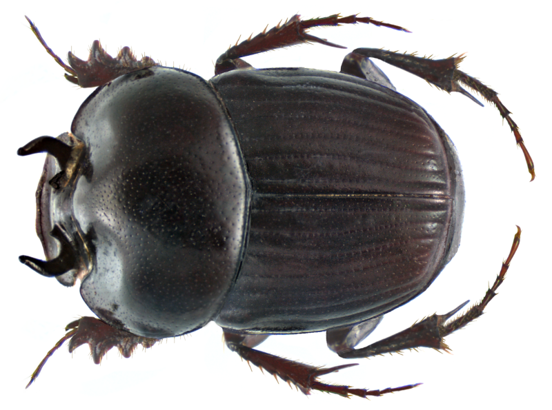Onthophagus marginalis
