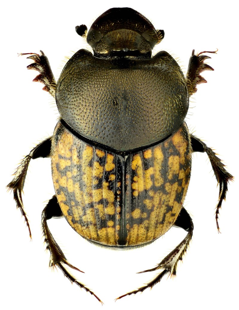 750. Калоед короткорогий – Onthophagus nuchicornis (Linnaeus, 1758)