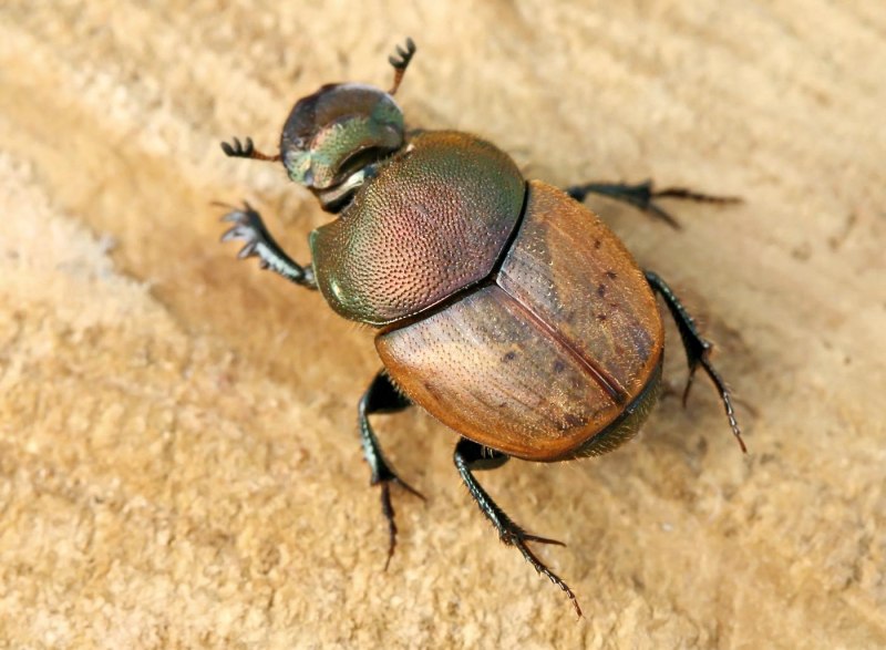 Onthophagus verticicornis