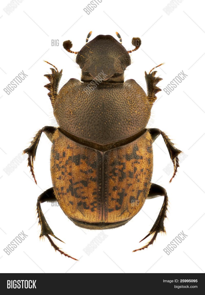 747. Калоед слаборогий – Onthophagus fracticornis (Preyssler, 1790)