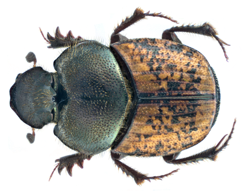 Onthophagus ovatus