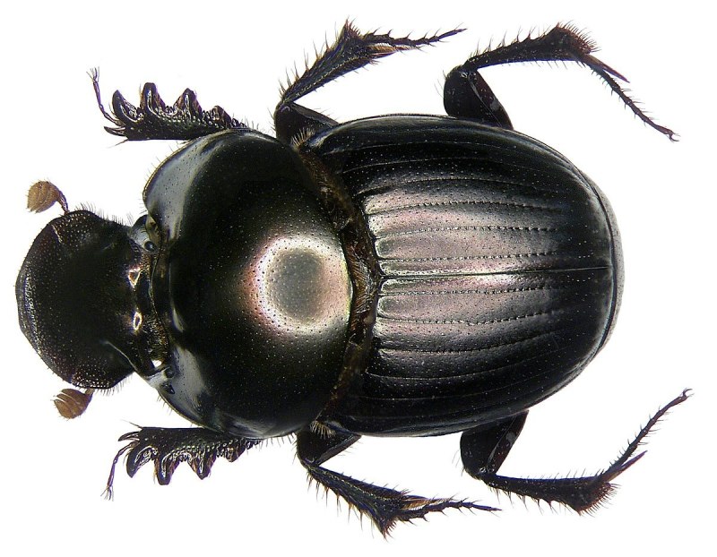 Onthophagus fracticornis