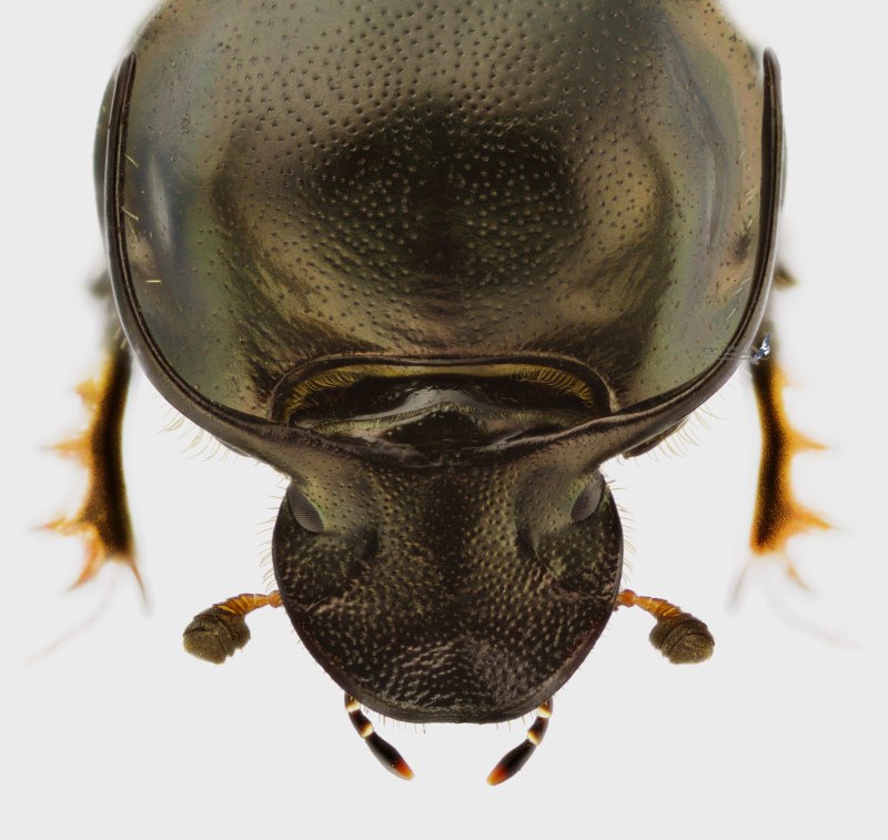 Onthophagus_illyricus