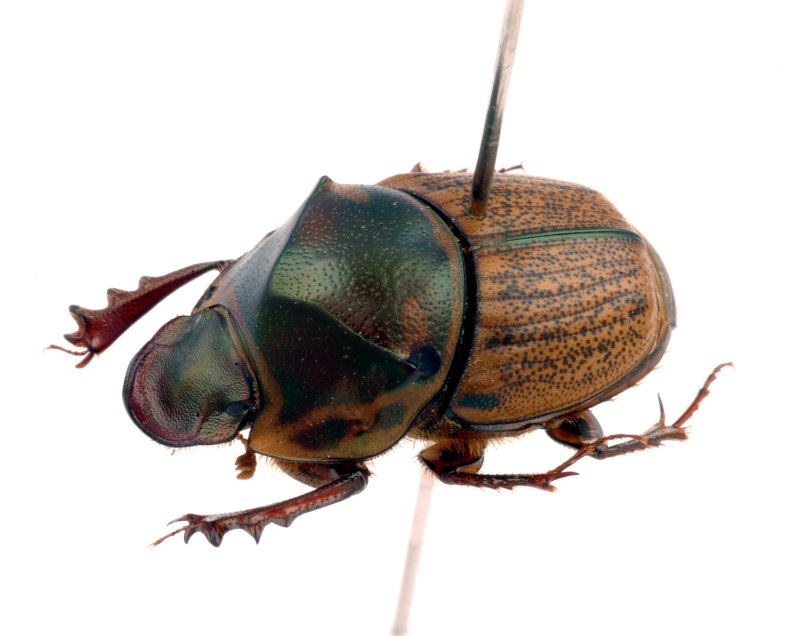 Onthophagus ovatus