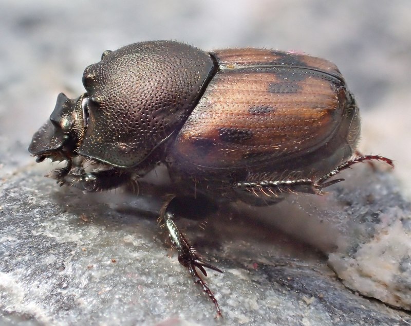 Onthophagus amyntas