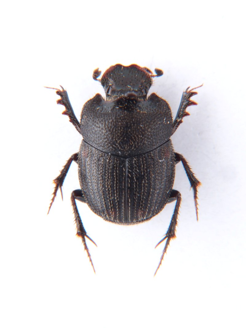 Onthophagus Газелла.