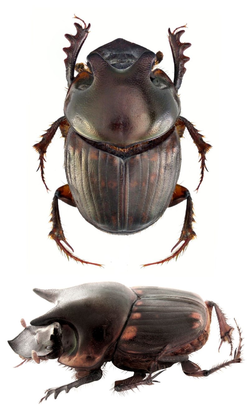 Phanaeus Chalcomelas