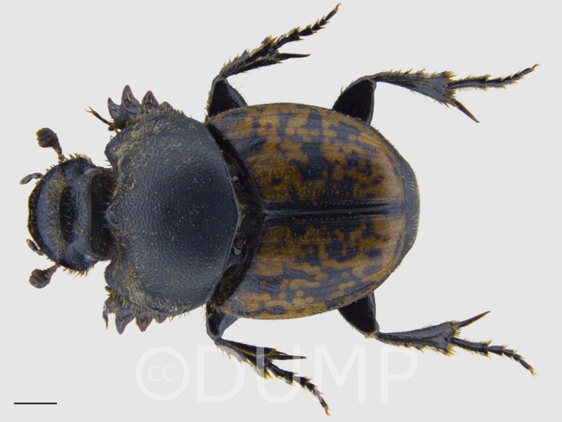 Onthophagus (Gibbonthophagus) atripennis c.o. Waterhouse, 1875