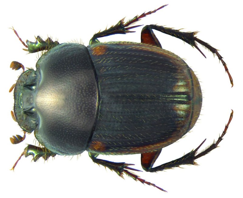 Onthophagus marginalis