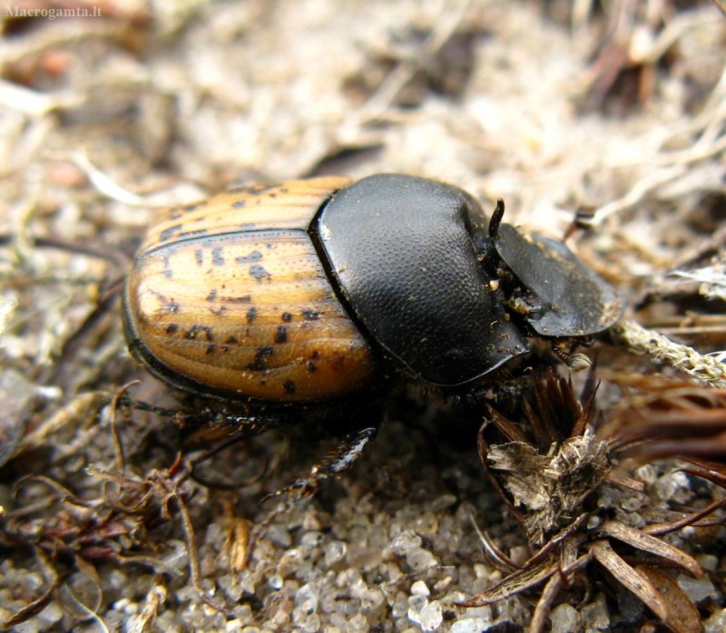 Onthophagus gibbulus