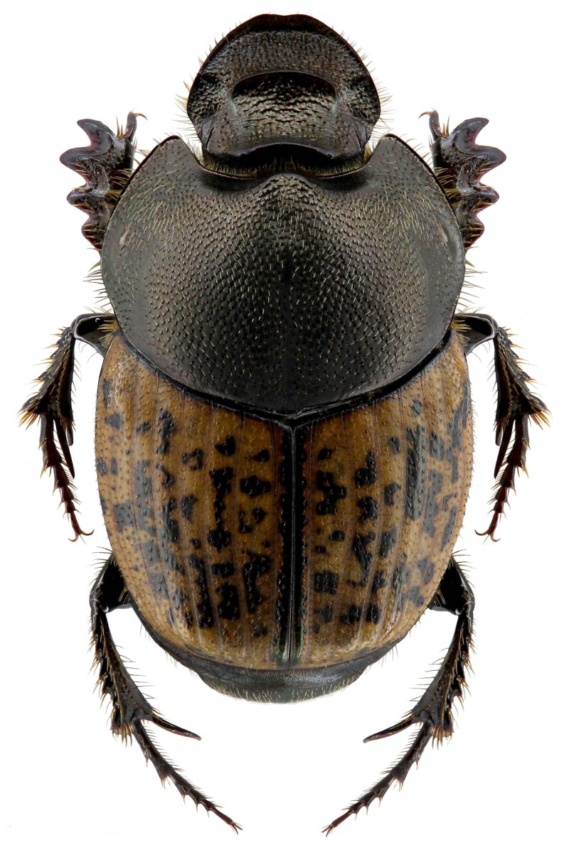 Onthophagus Taurus