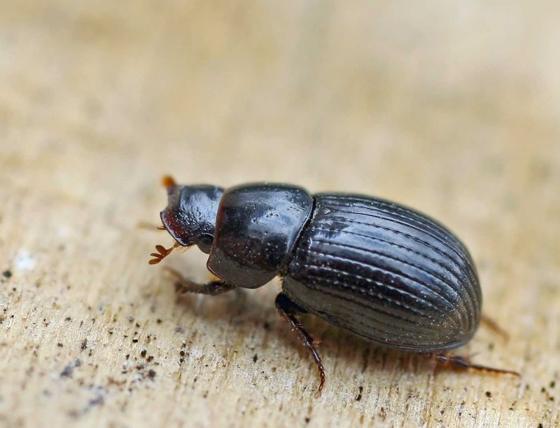 Onthophagus (furconthoph.) Furcatus f.