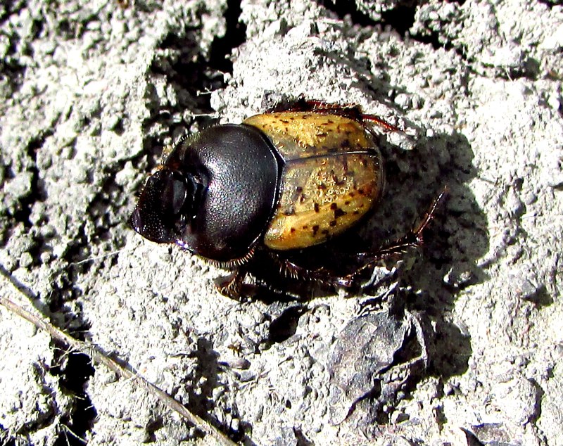 Onthophagus (Palaeonthophagus) gibbulus