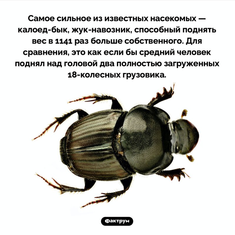 Жук калоед бык