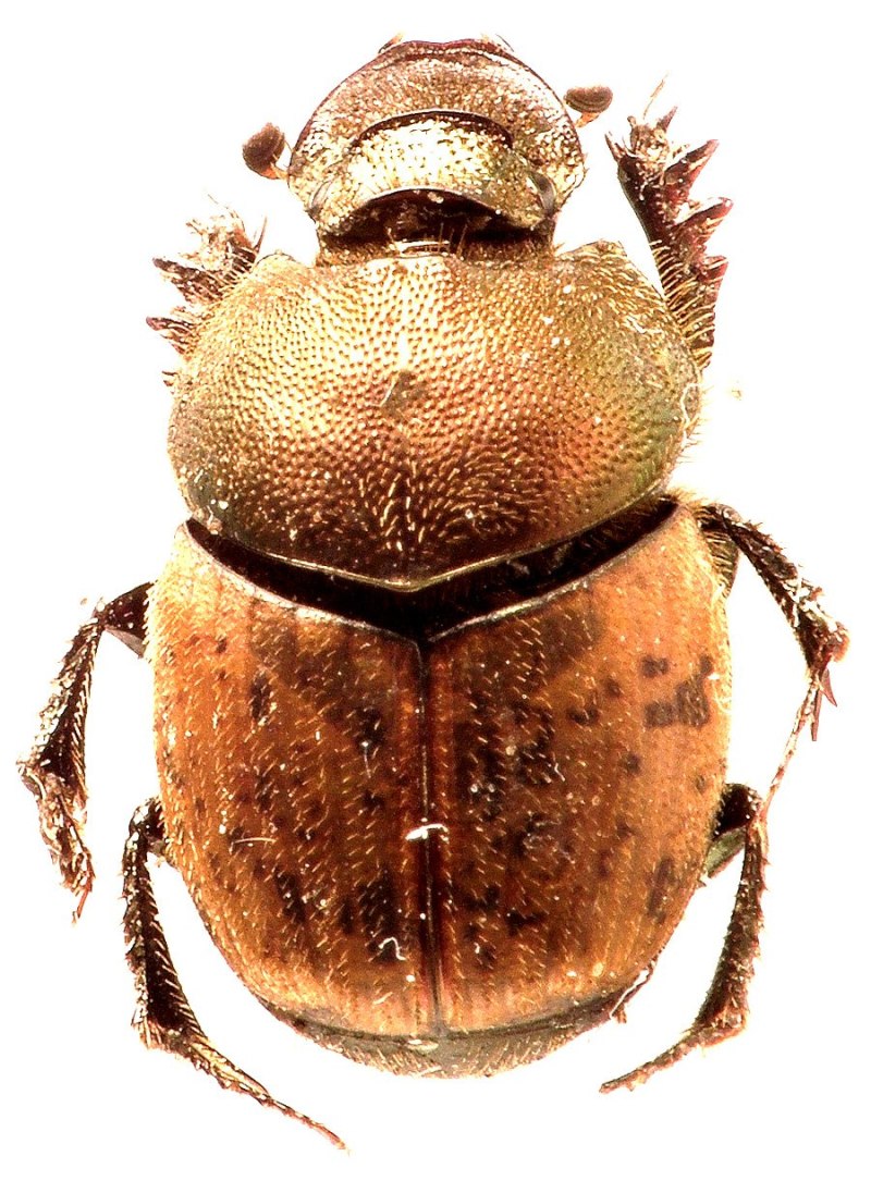 Onthophagus (Palaeonthophagus) scabriusculus Harold, 1873