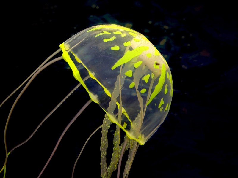 Pelagia Noctiluca медуза