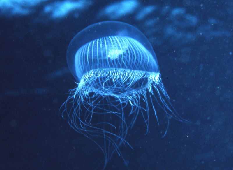 Aequorea forskalea