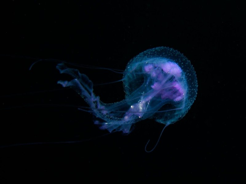 Медуза пелагия (Pelagia Noctiluca