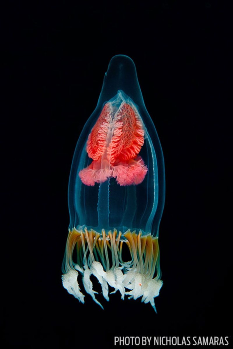 Neoturris pileata