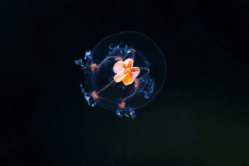Aquatilis фото