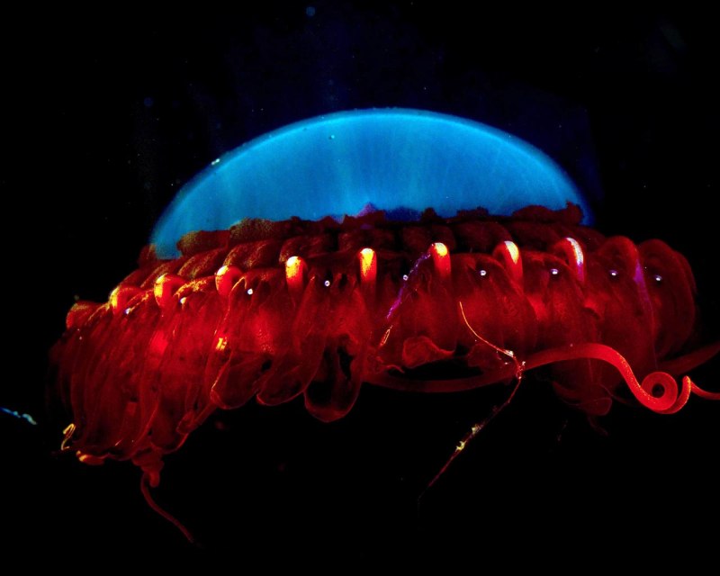 Медуза атолла (Atolla Jellyfish)