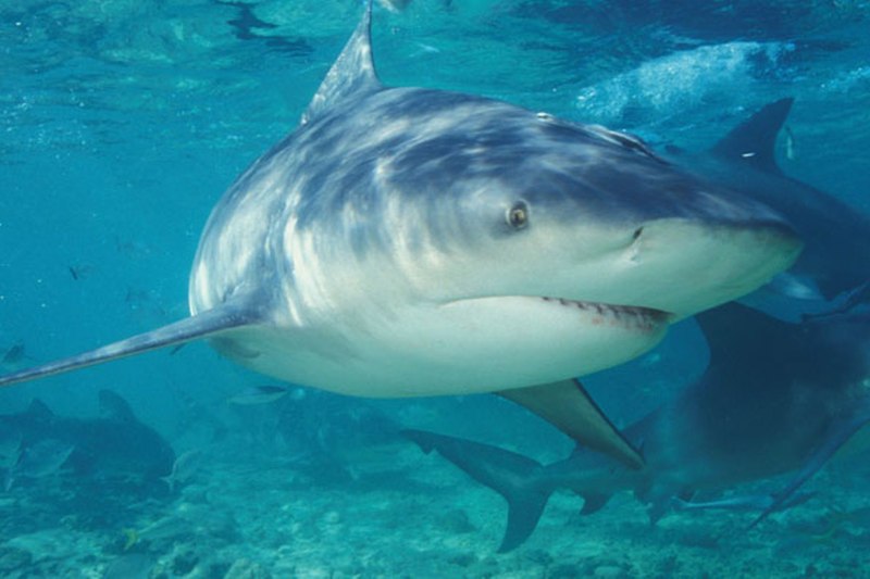 Никарагуанская акула Carcharhinus nicaraguensis
