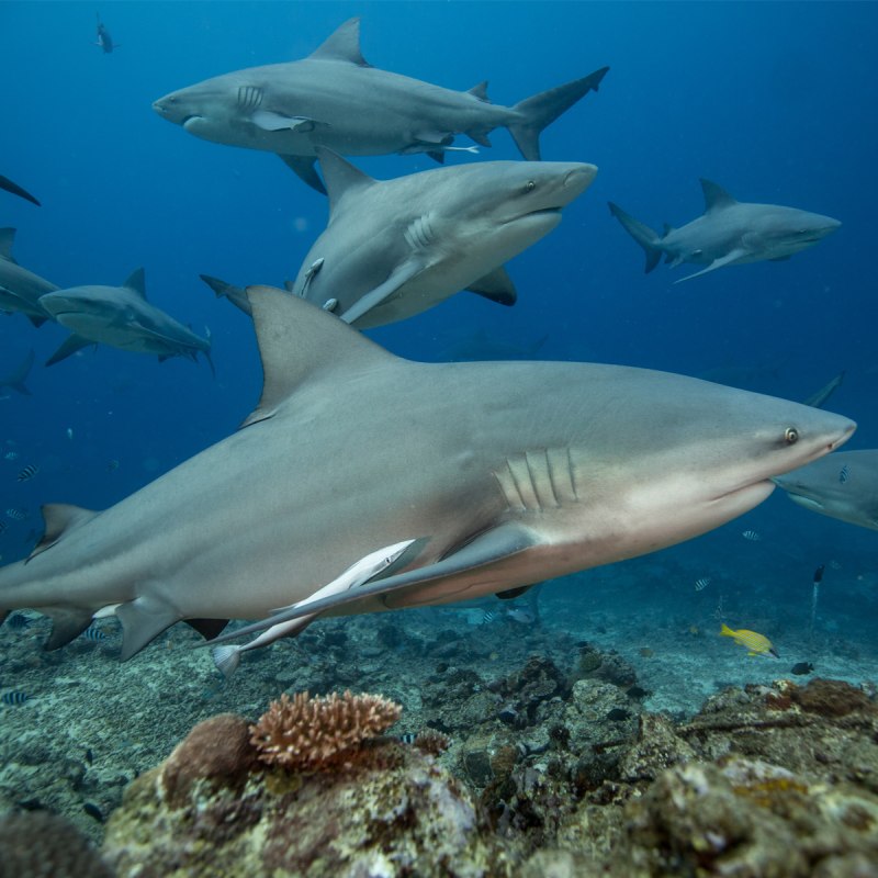 Carcharhinus leucas